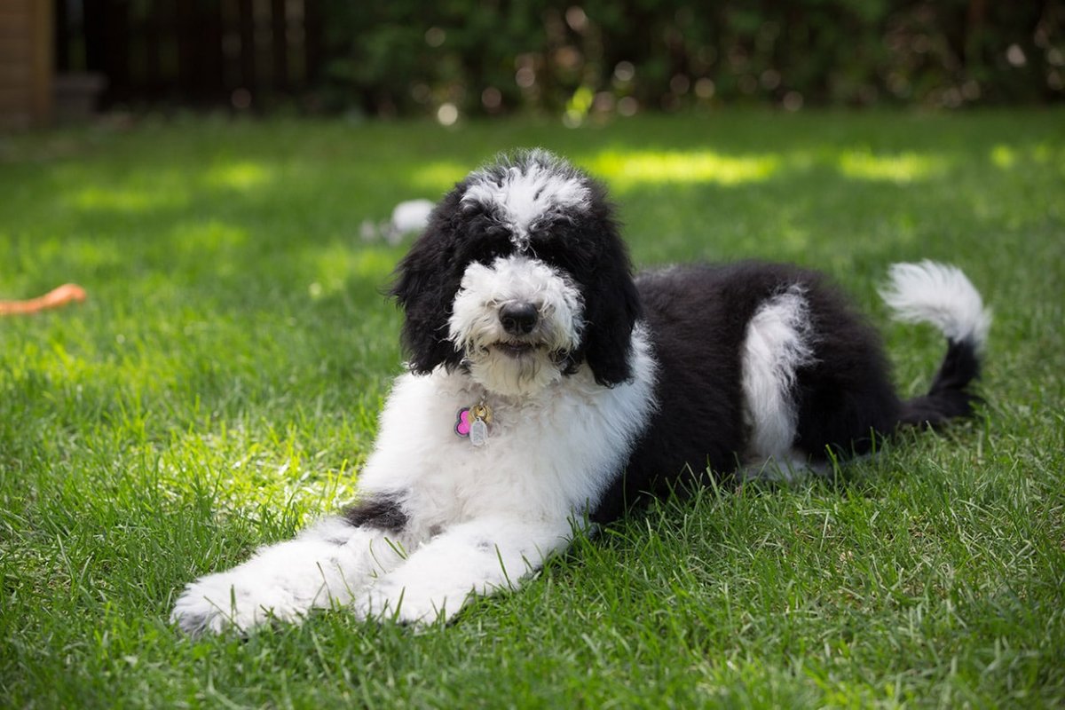 Sheepadoodle порода собак