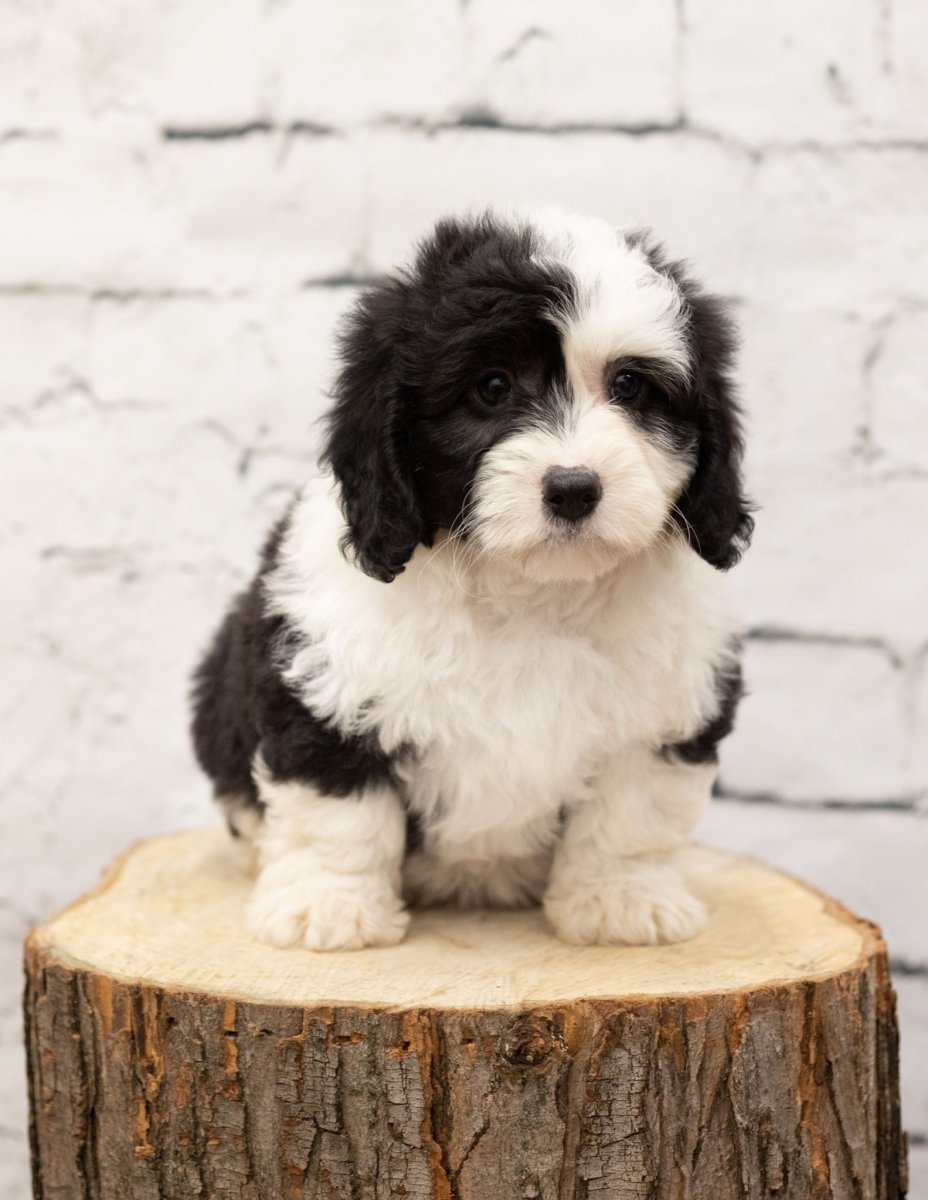 Шепадудль порода