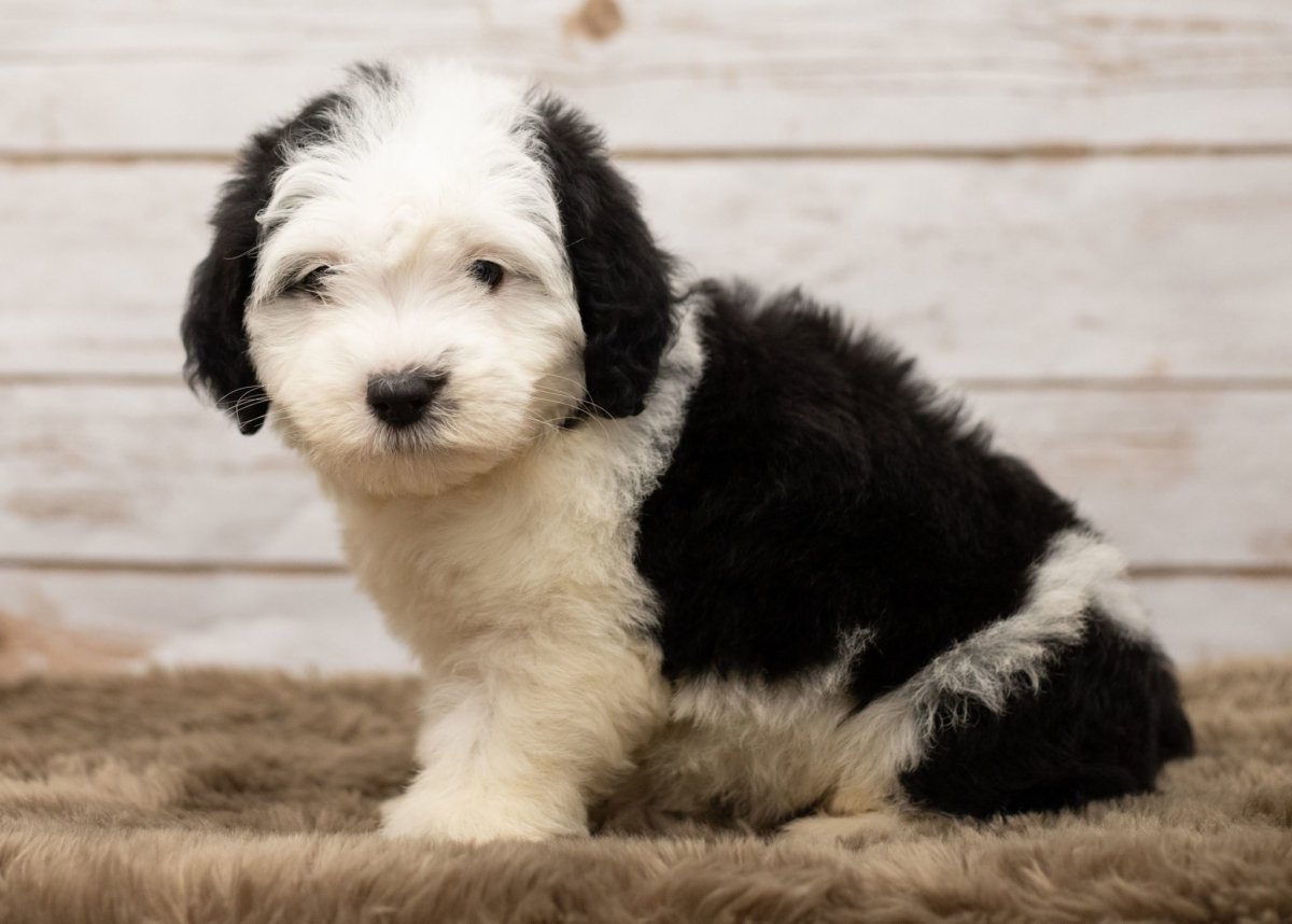 Шепадудль порода