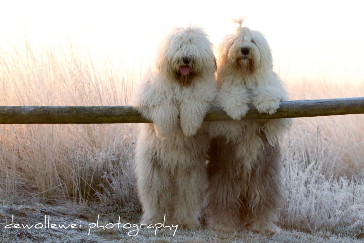 Бобтейл терьер