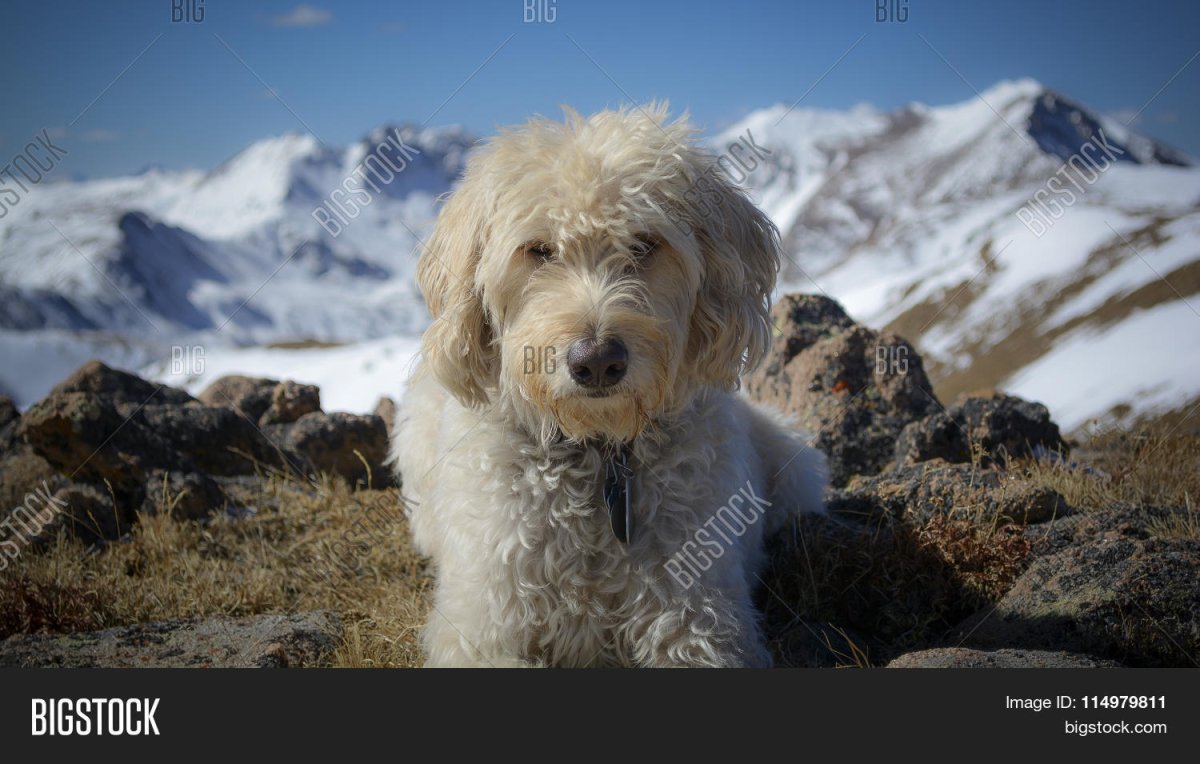 Sheepadoodle порода собак