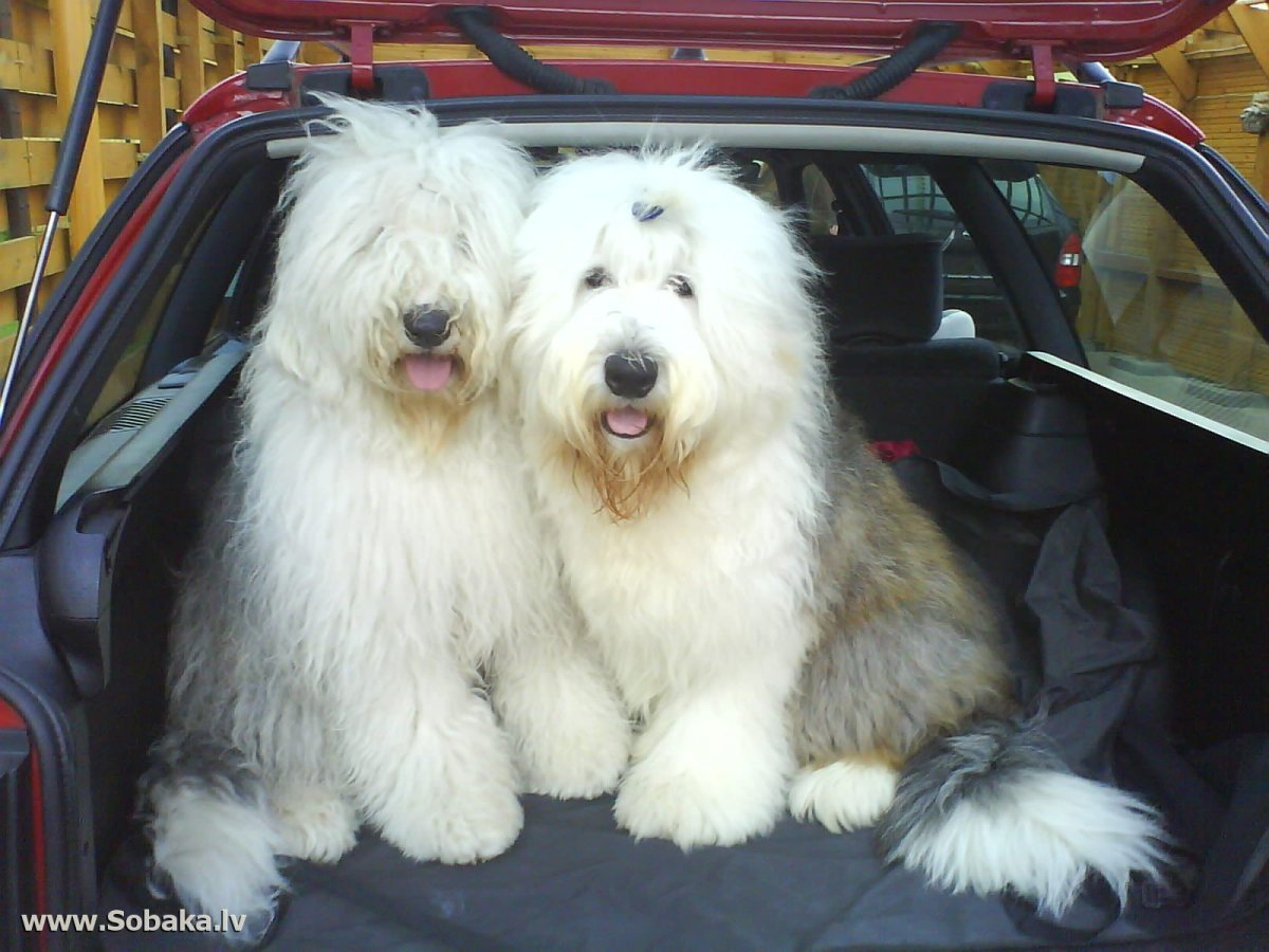 Порода собак Бобслей фото