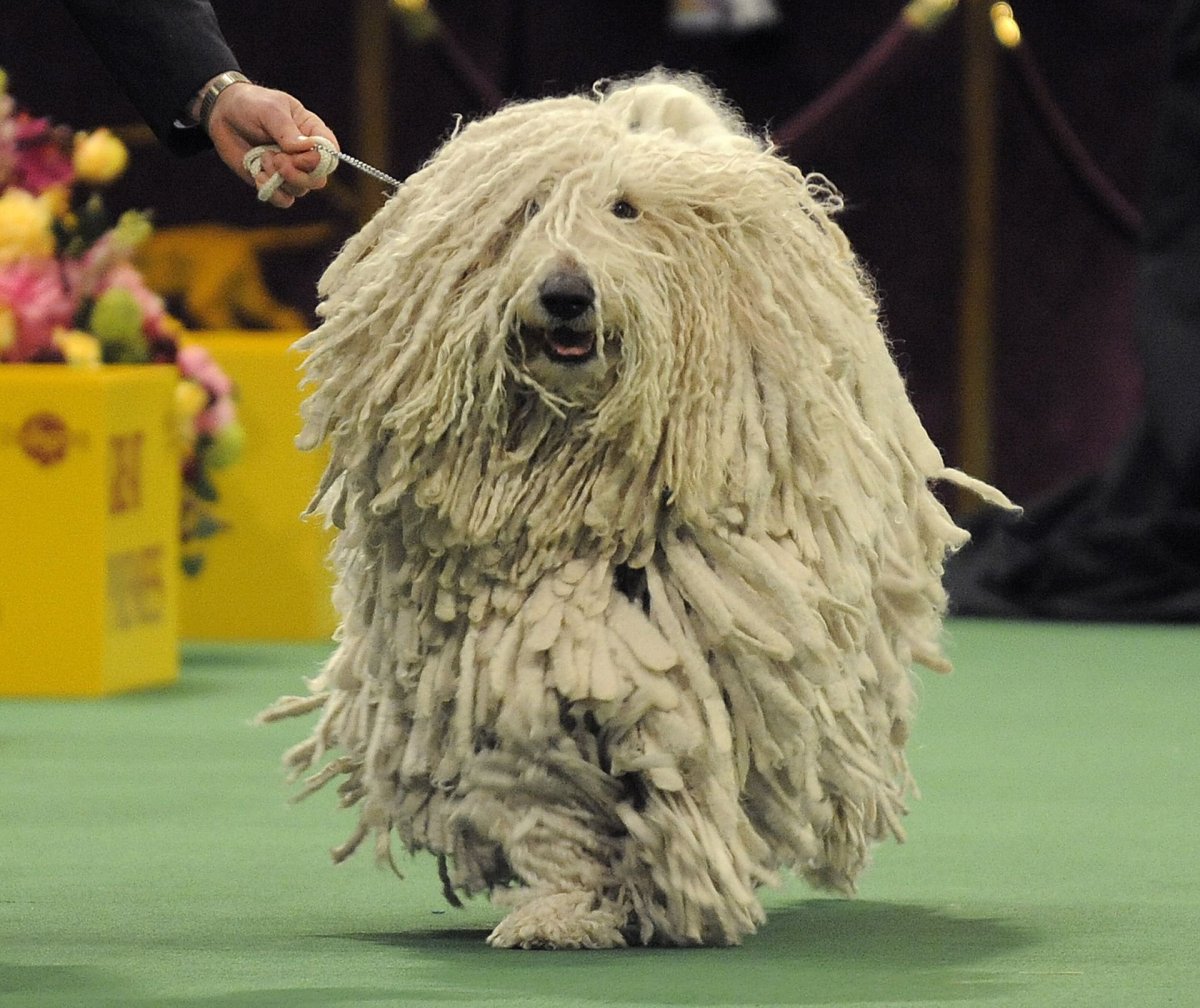 Командор собака