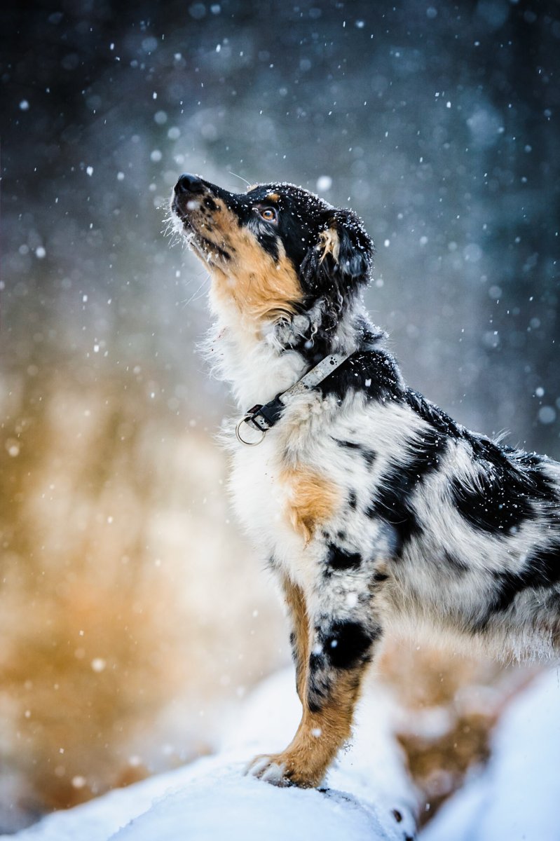 Лохматая собака в снегу