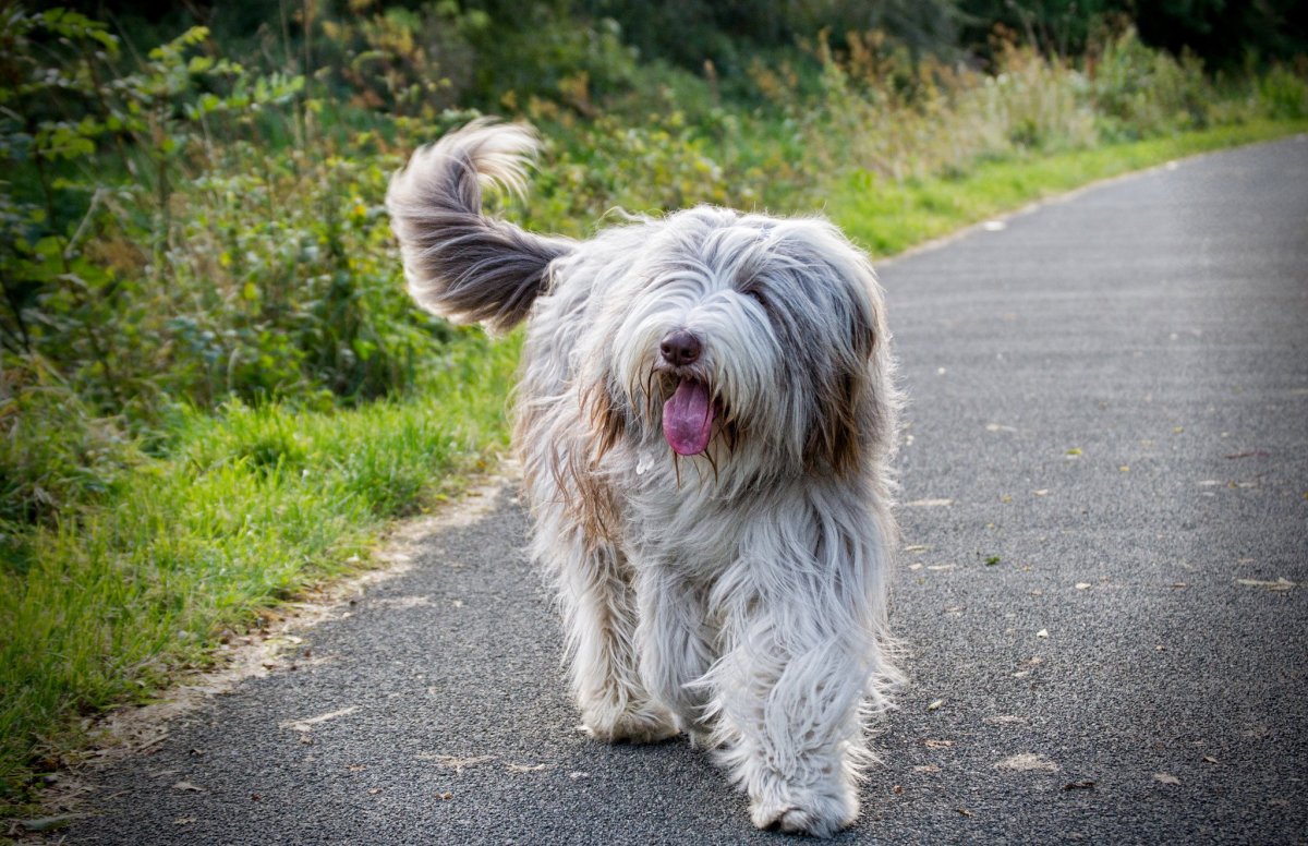 Южнорусская овчарка и бобтейл