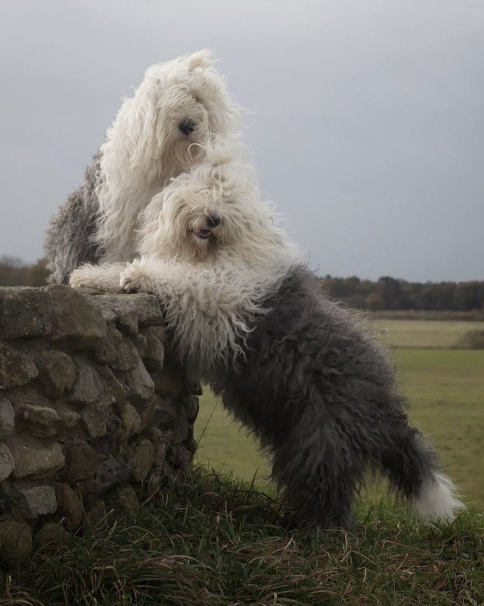 Мерль болонка