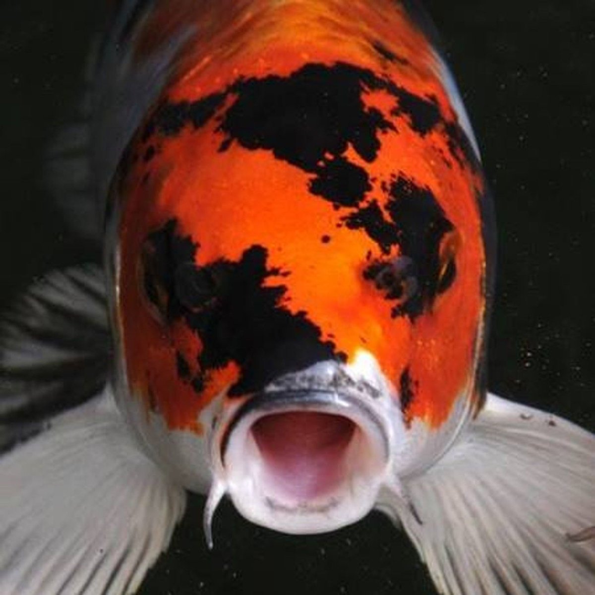 Голова карпа