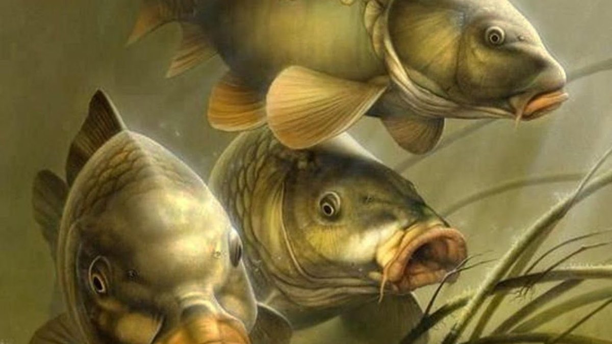 Карп сазан лещ