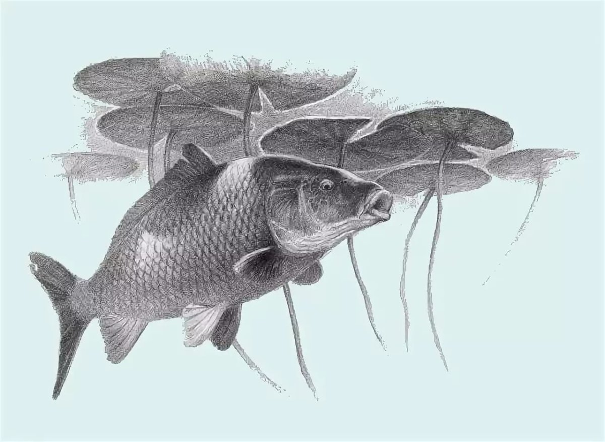 Картина рыбалка карандашом