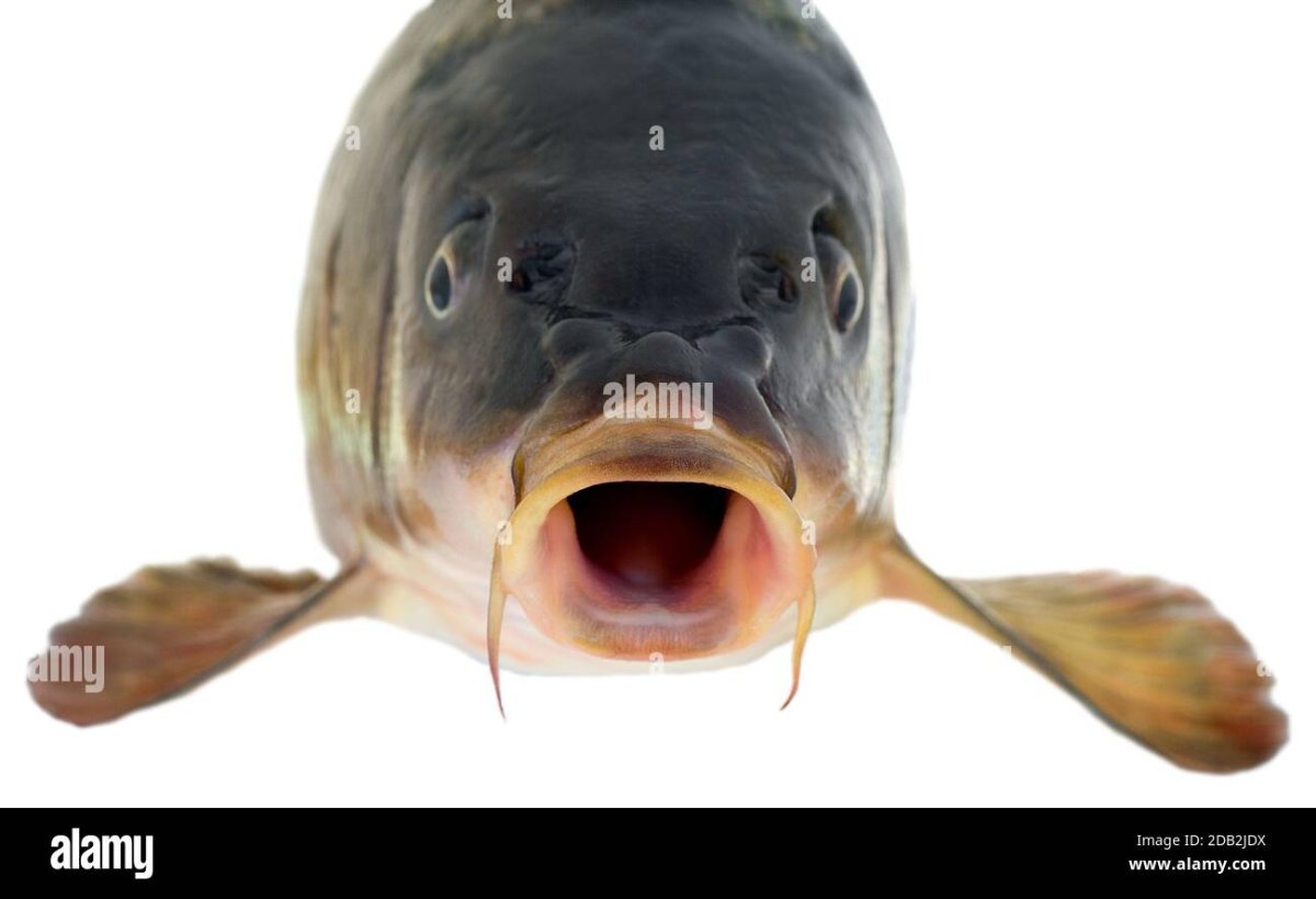 Карась анфас