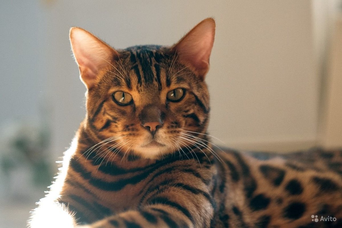 Бенгальские котята метисы