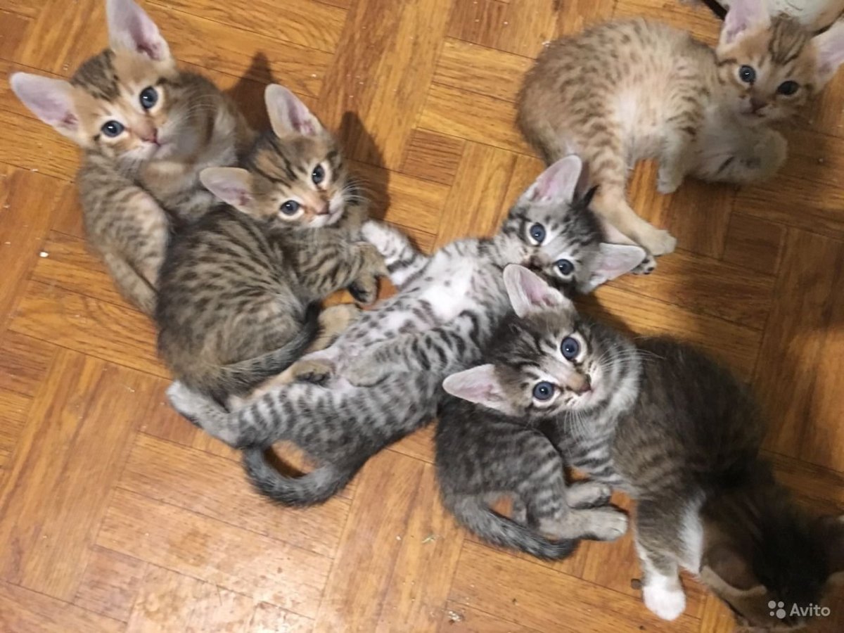 Бенгальские котята метисы