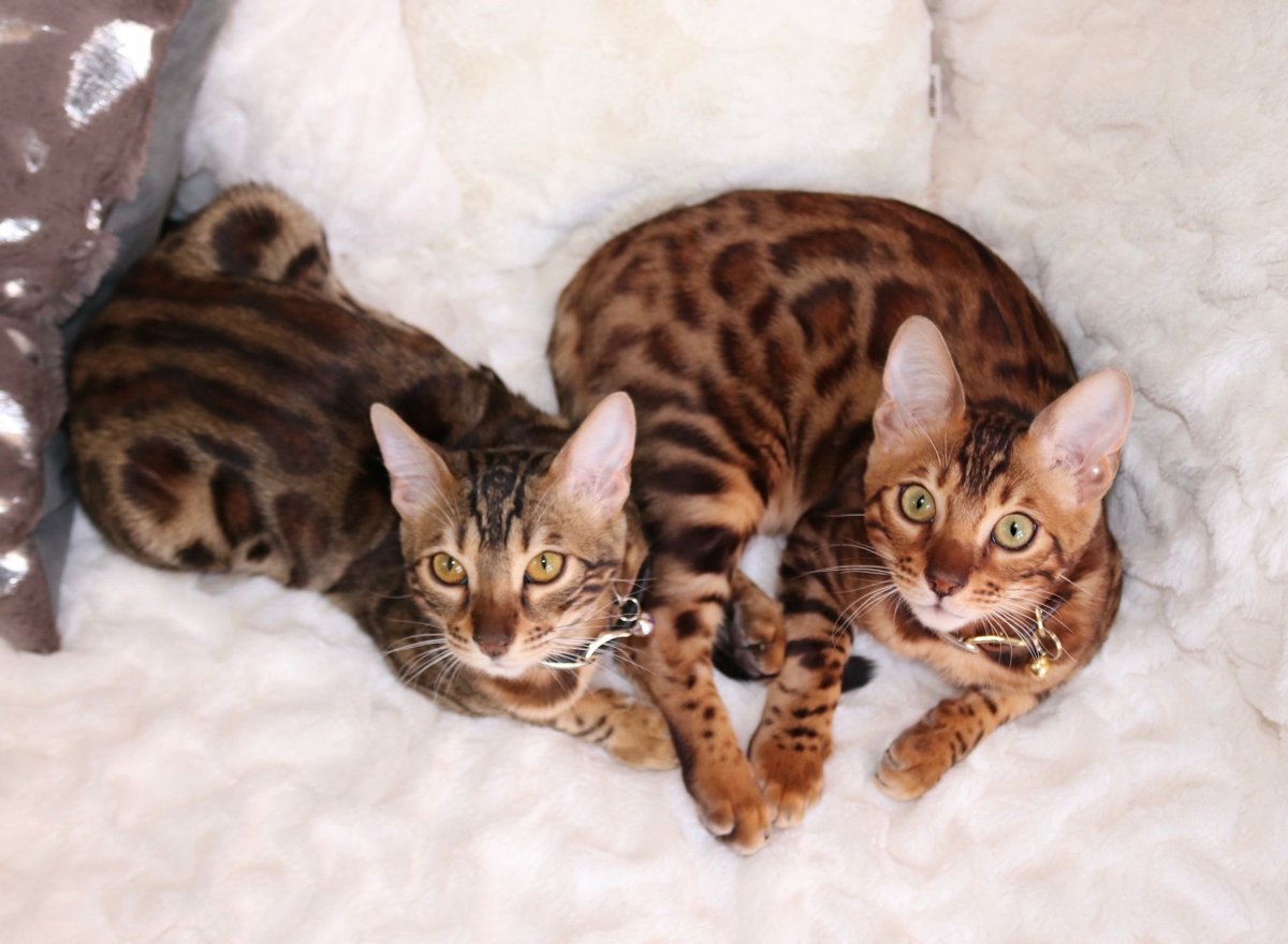 Бенгальская кошка Браун