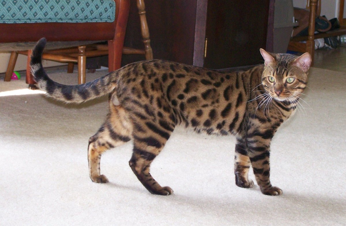 Бенгальская кошка длиннолапая