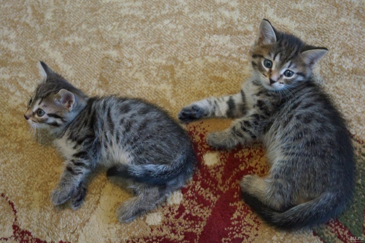 Бенгальский кот метис