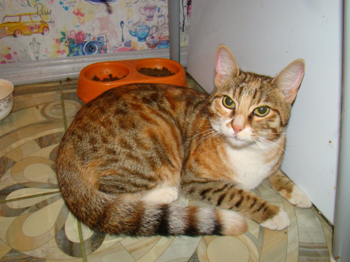 Метис шотландки и бенгала