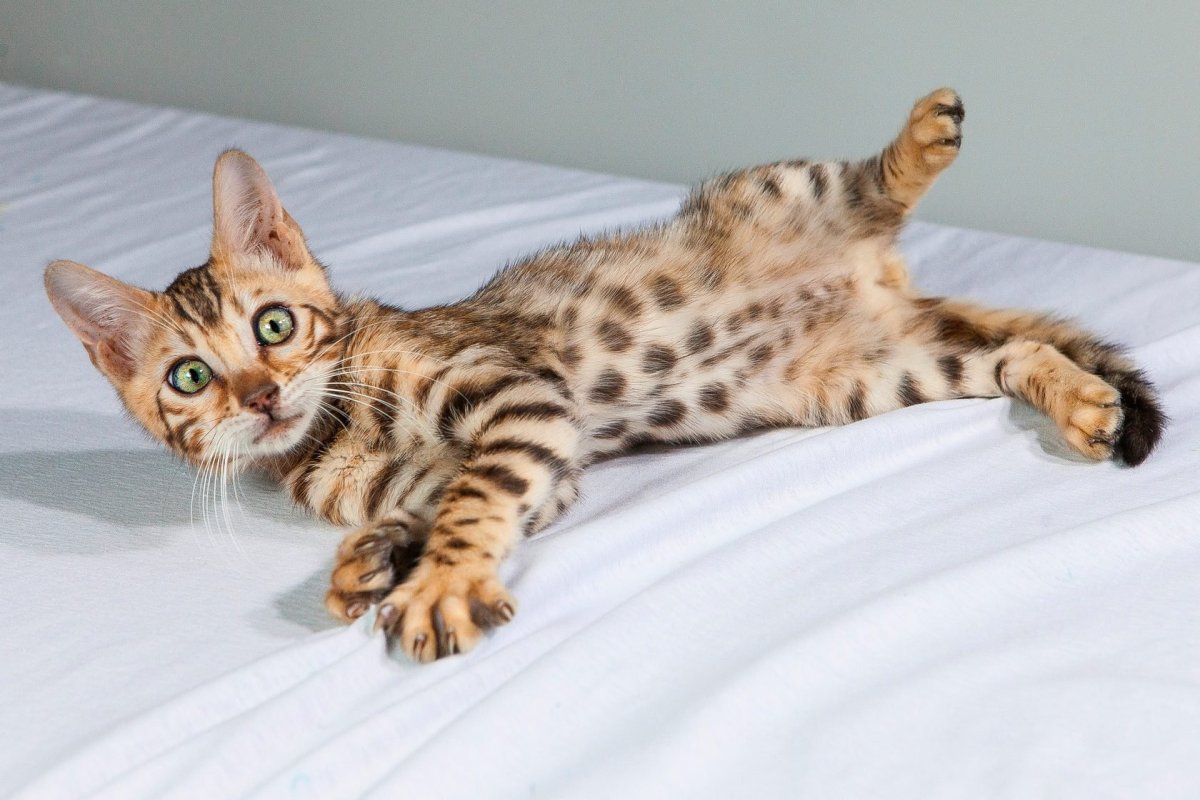 Бенгальский кот метис