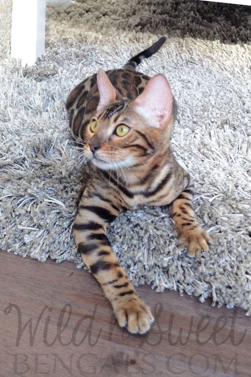 Кошка метис бенгальской породы.