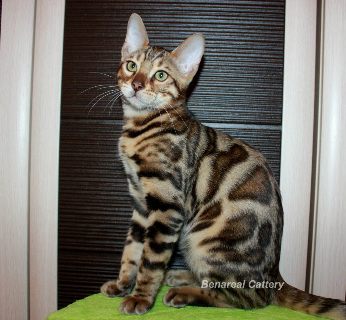 Бенгальский кот метис полосатый