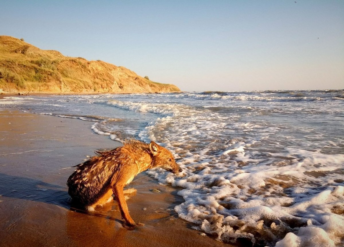 Фурри волк на пляже
