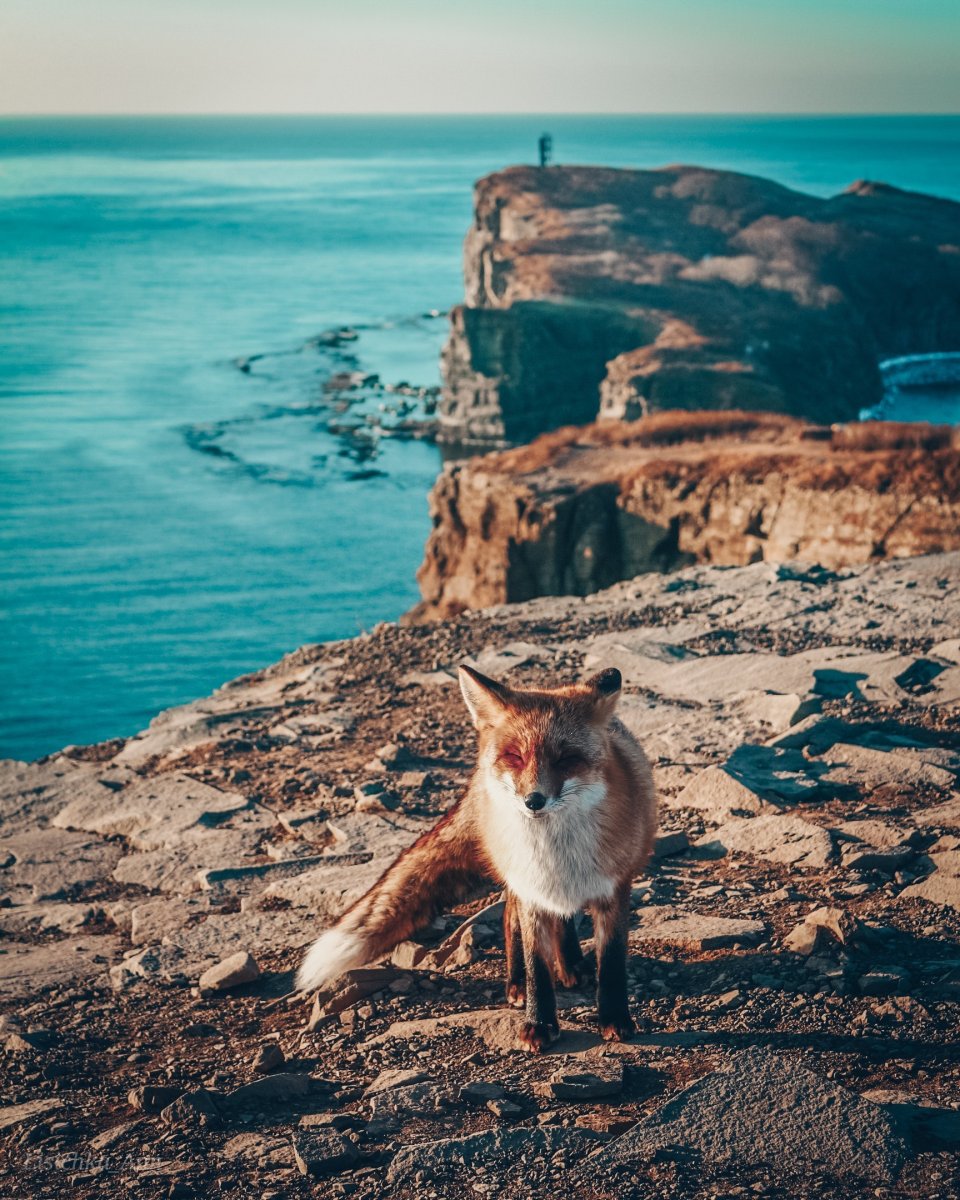 Лиса на берегу моря