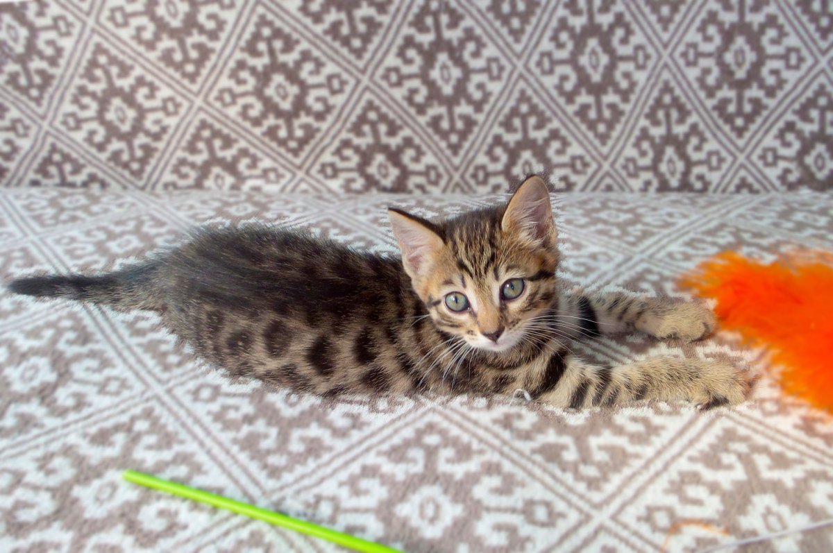 Бенгальский кот тор