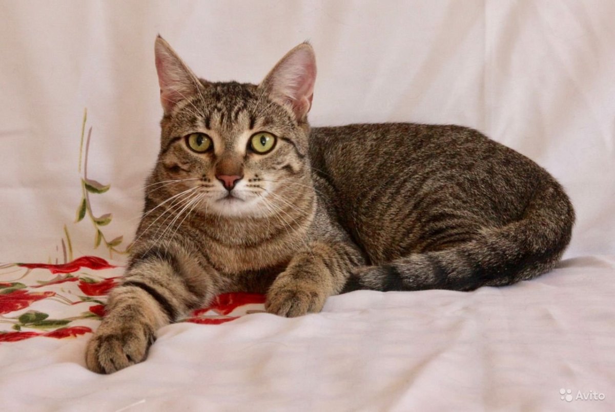 Бенгал-метис кошка