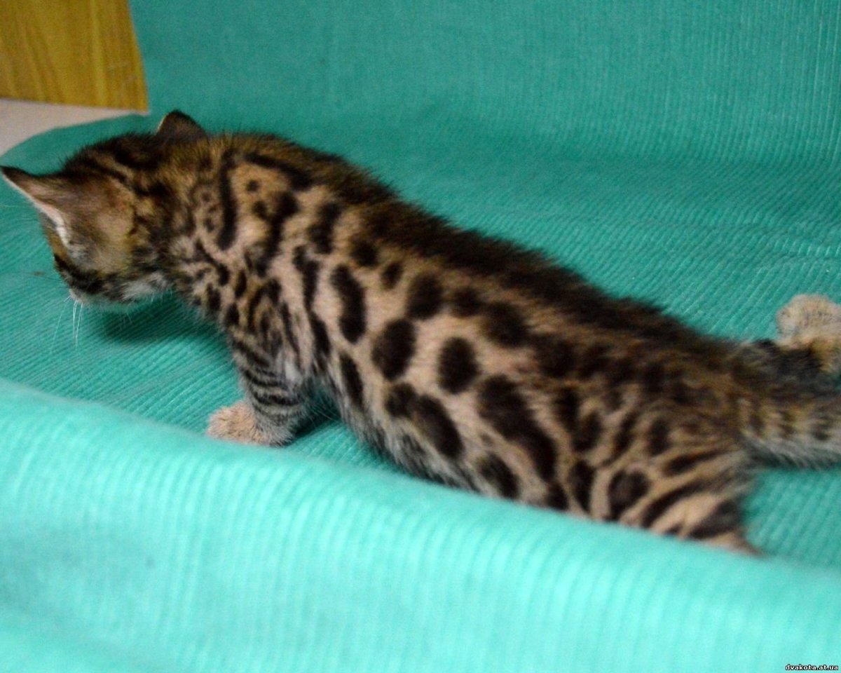 Бенгальский кот метис полосатый