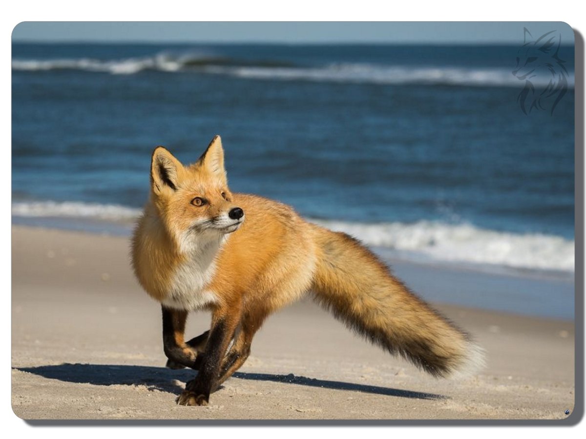 Фото отдыхающей лисы на пляже