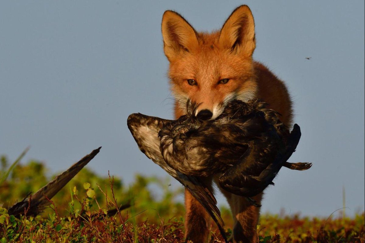 Фурри на пляже