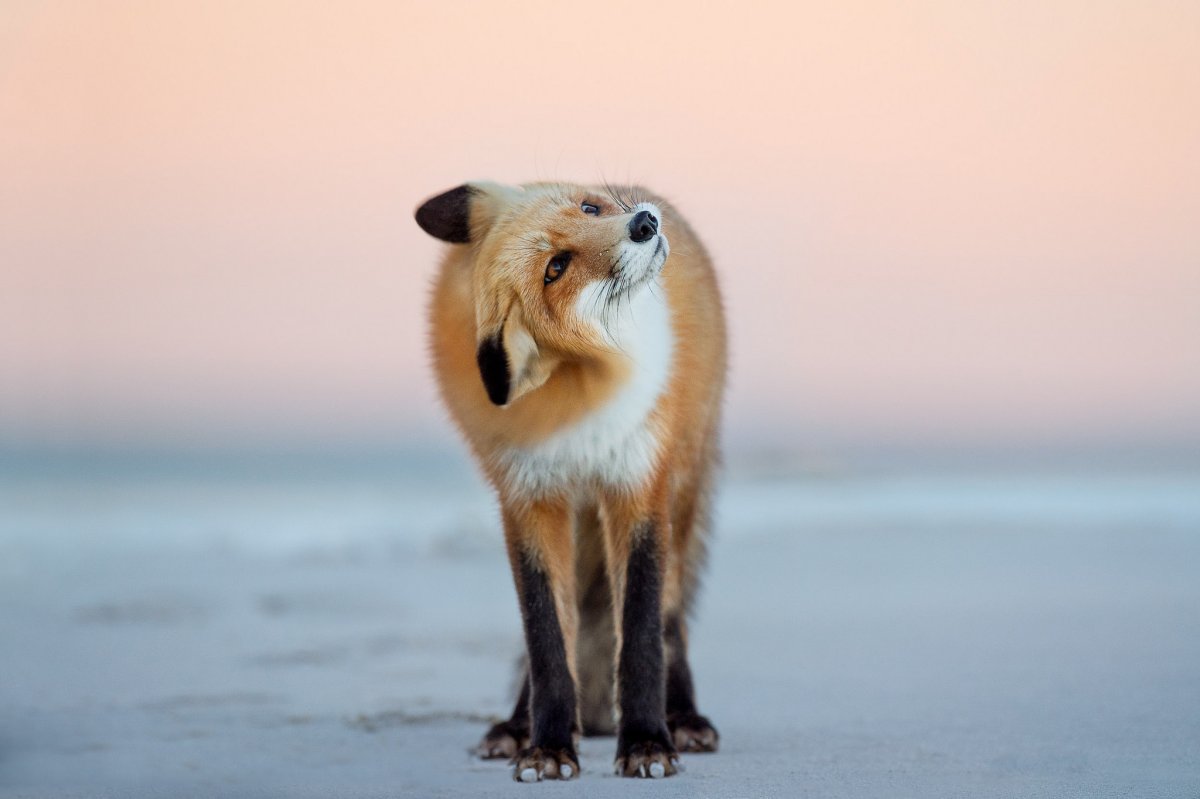 Лиса на пляже