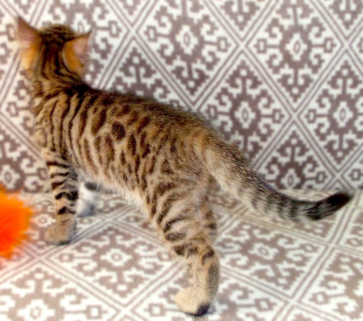 Бенгал метис