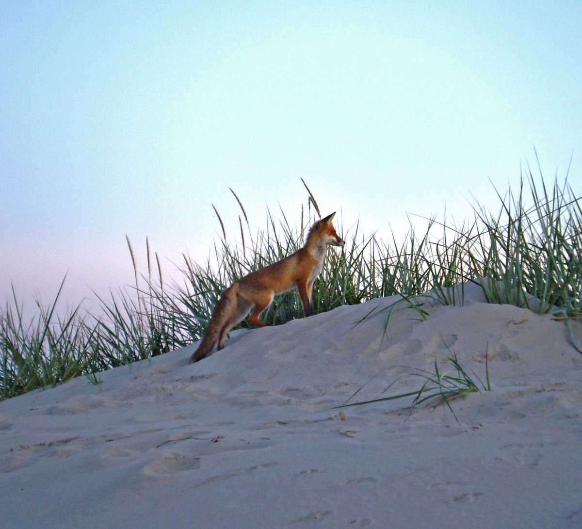 Лиса на море