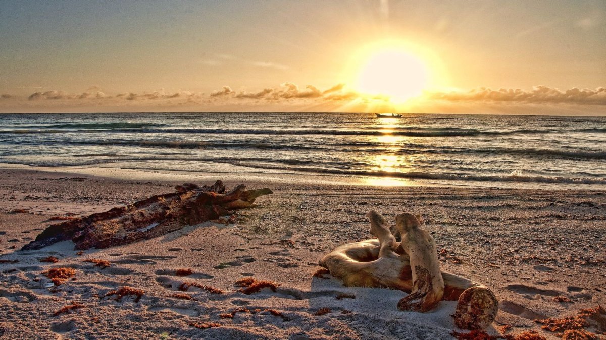 Лиса плавает