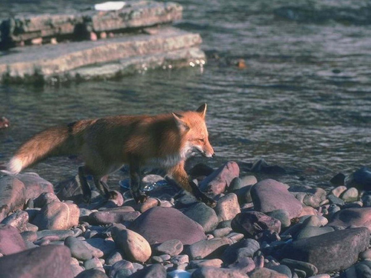 Тату лиса в акварельном стиле