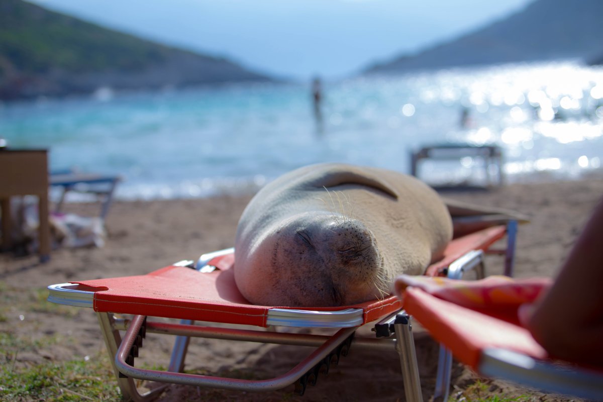 Фото для профиля животных в инстаграме