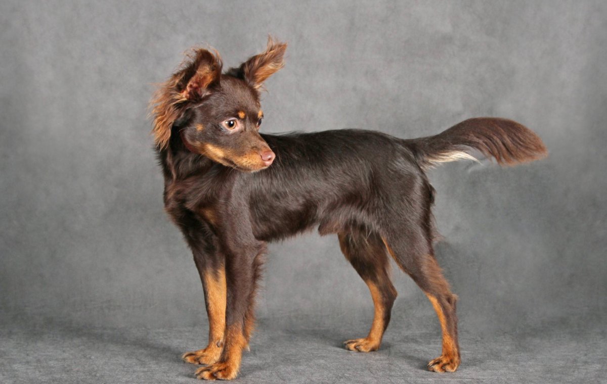 Русский той терьер длинношерстный