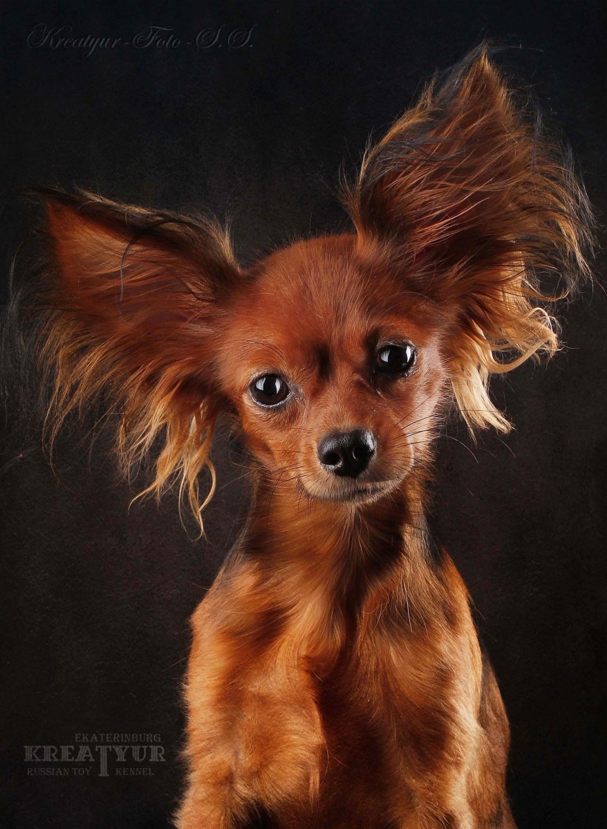 Русский той терьер длинношерстный