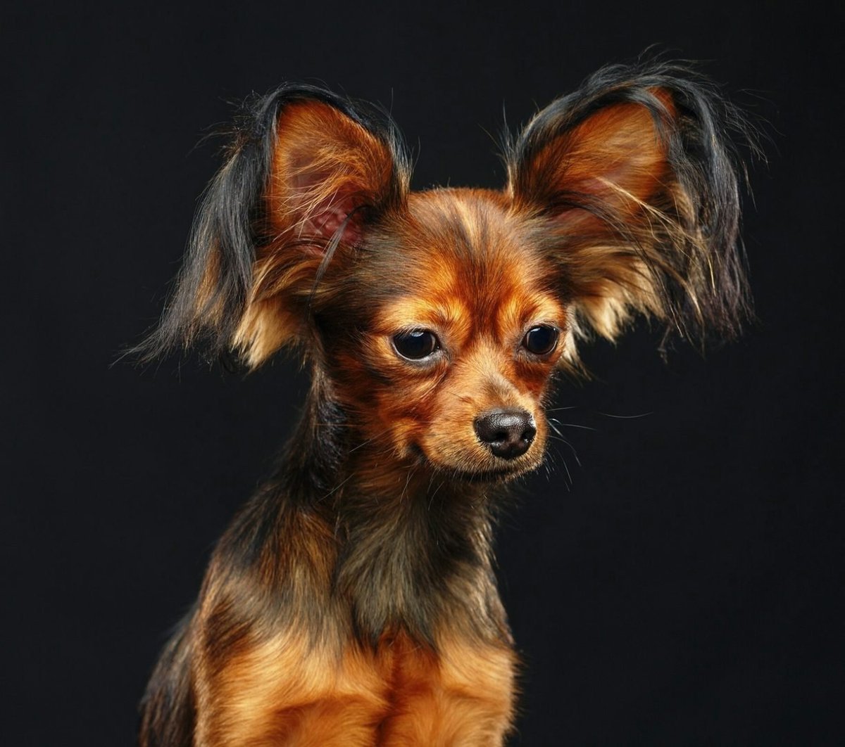 Пинчер карликовый длинношерстный