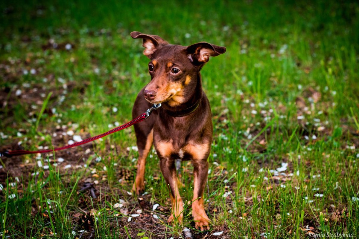 Доберман Эстетика с девушкой