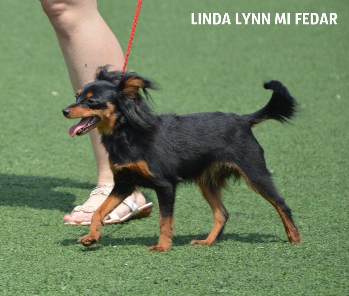 Доберман окрасы