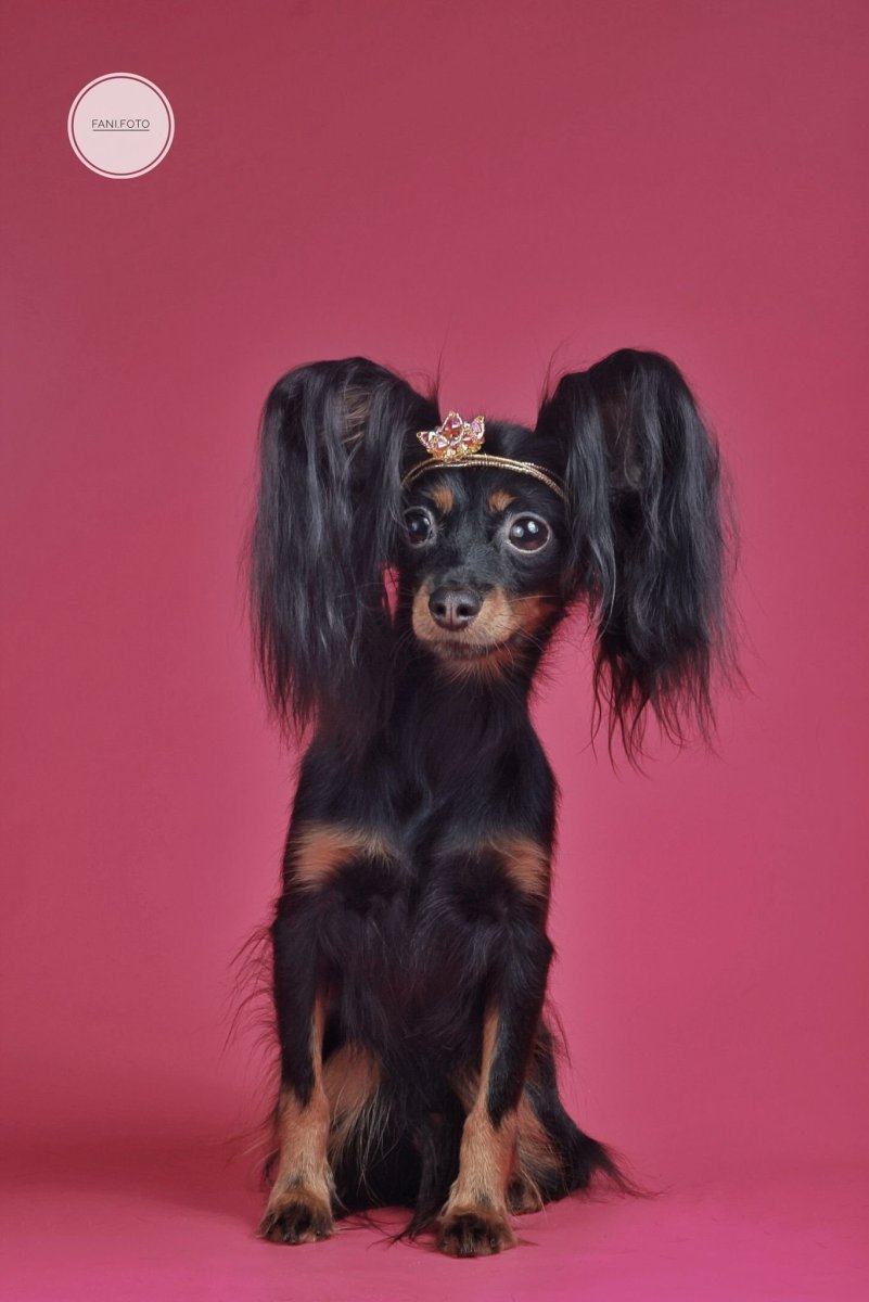 Той пинчер длинношерстный