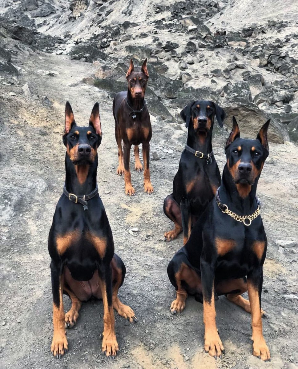 Крысарик длинношерстный