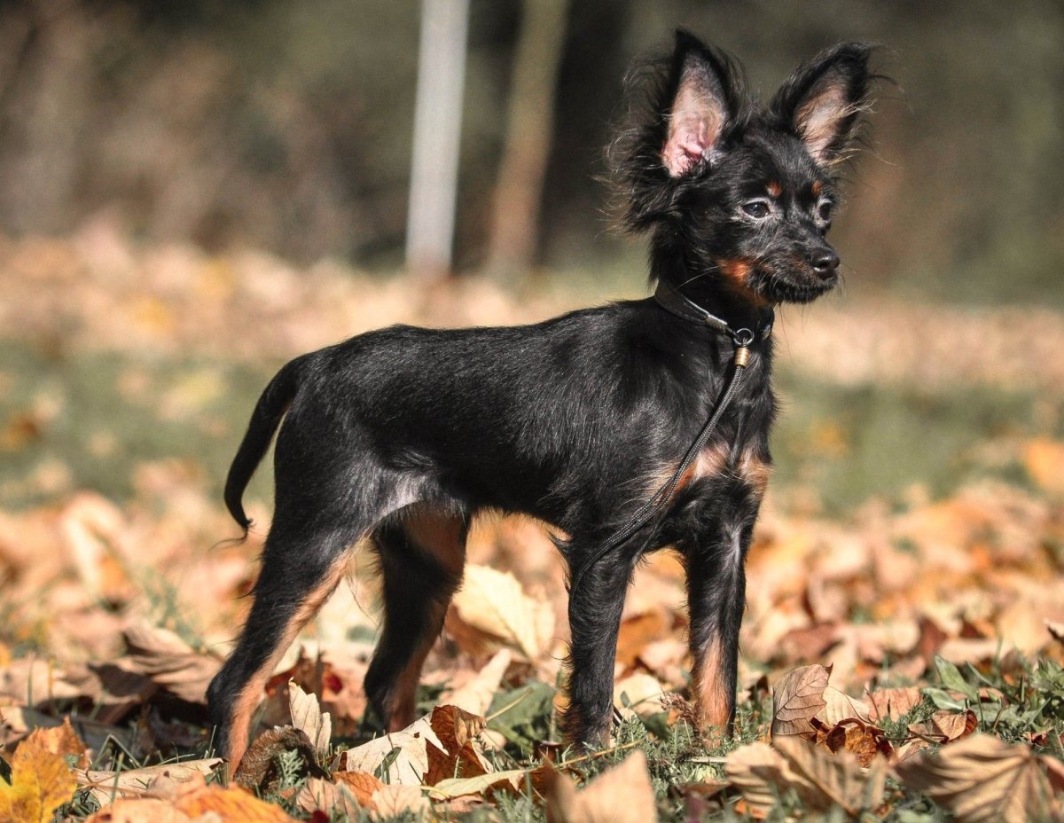 Доберман-пинчер Эстетика