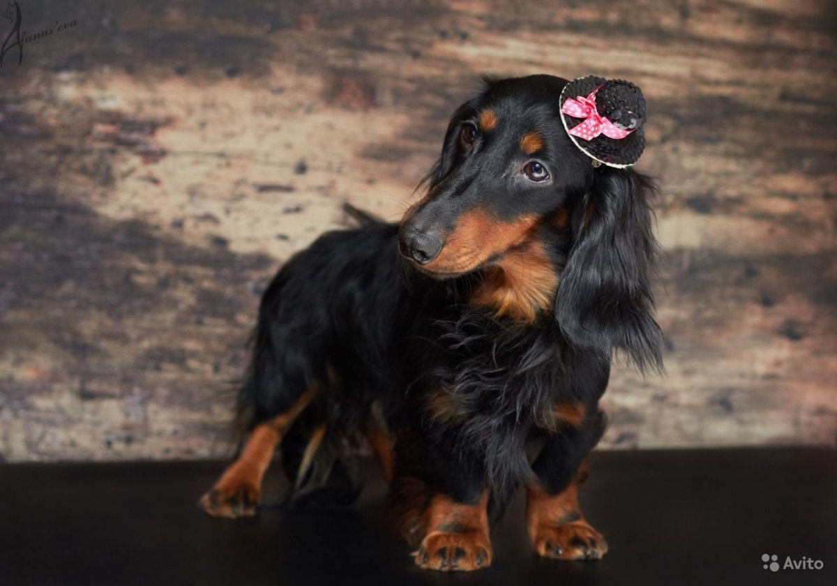 Метис Папильон с той терьером