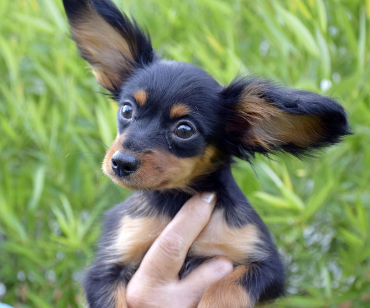 Русский той терьер длинношерстный