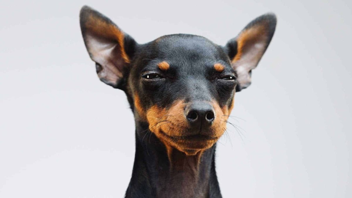 Пинчер терьер рыжий