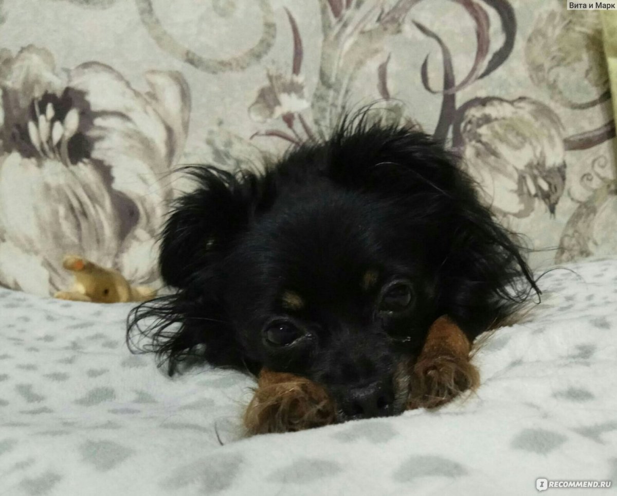 Пинчер карликовый длинношерстный