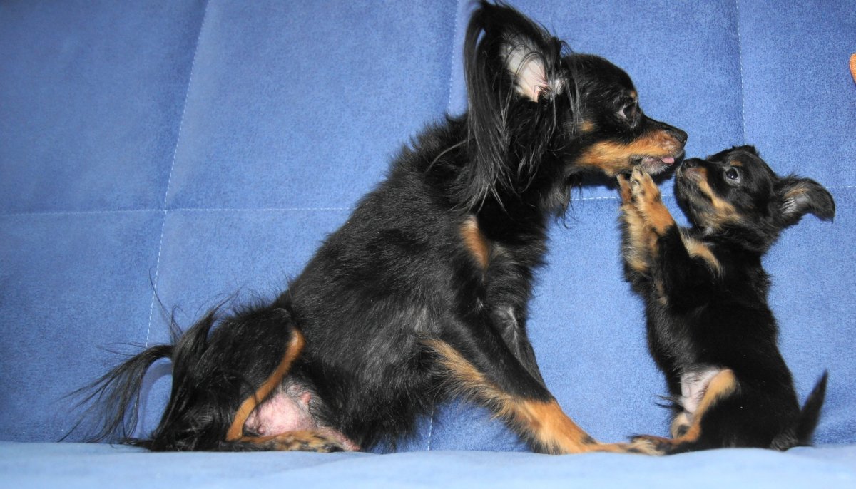 Метис Папильон+Йоркширский терьер