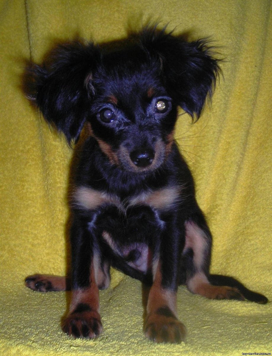 Олений пинчер